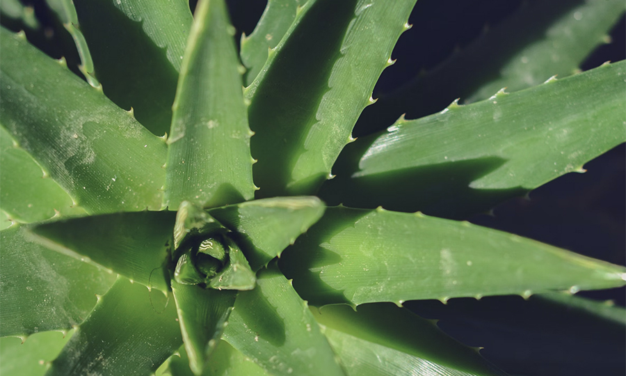 Can Dogs Eat Aloe Vera? Dangers of Aloe Vera Poisoning in Dogs Buddydoc