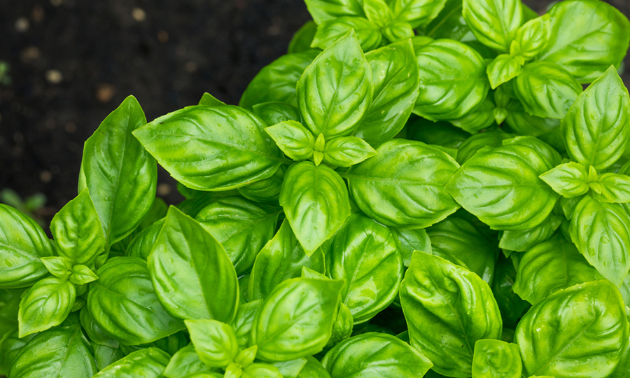 Can Dogs Eat Basil? Is Basil Bad for Dogs? Everything You Need to Know