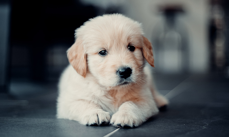 10 Tips for Puppy Proofing Your Home: Guide for New Dog Owners ...