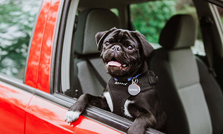 natural-remedies-for-dog-car-sickness-and-dog-anxiety-in-cars-buddydoc