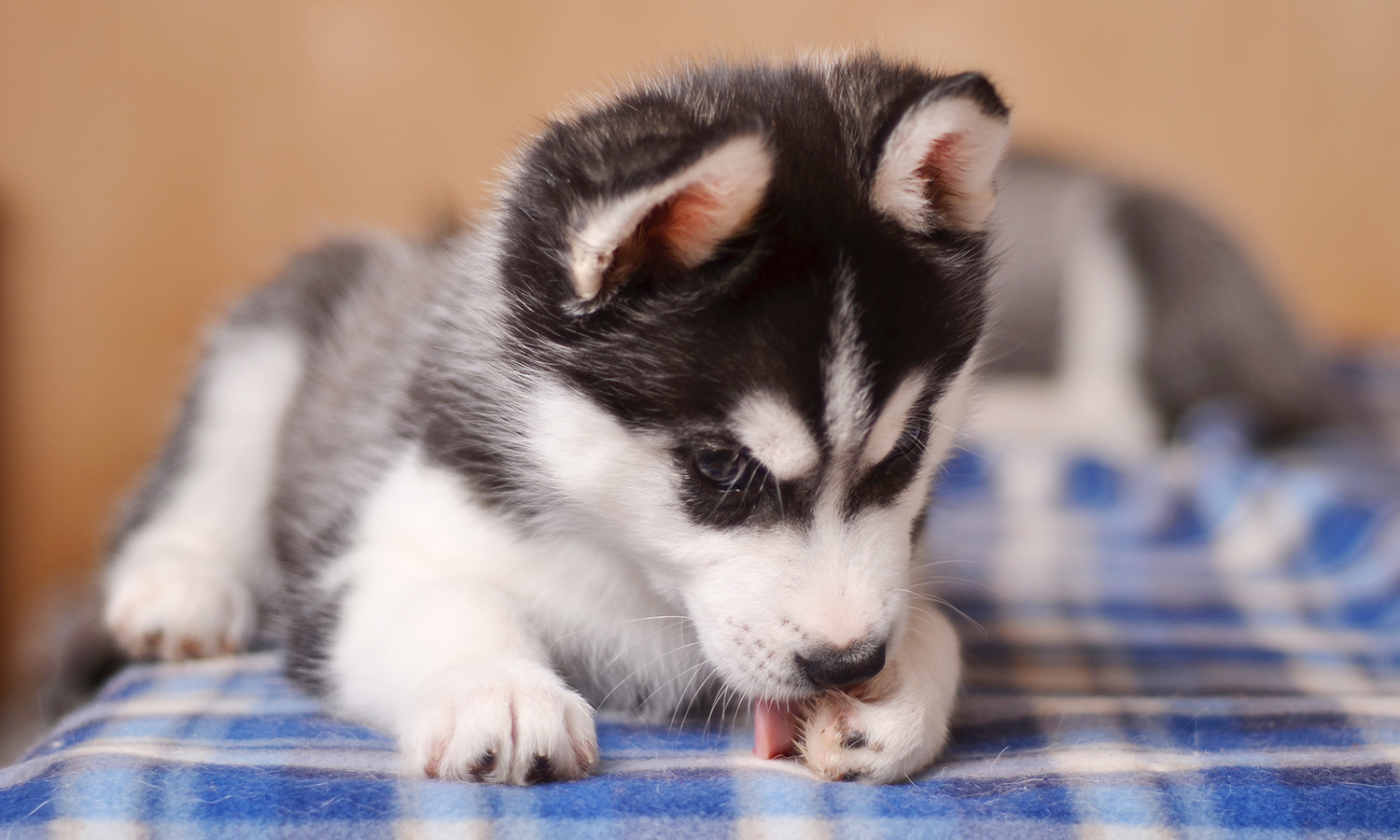 Paw Licking in Dogs - Causes and Treatments | Buddydoc