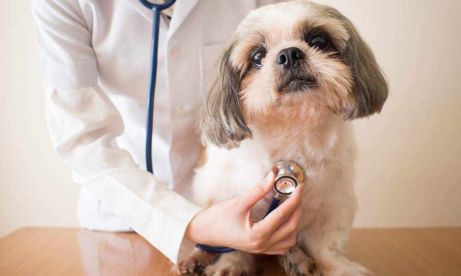 Ventricular Septal Defect (VSD) in Dogs - Symptoms and Treatments