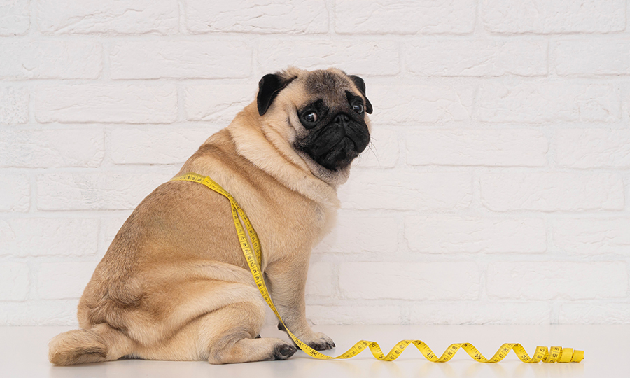 why-is-my-dog-gaining-weight-causes-of-sudden-weight-gain-in-dogs