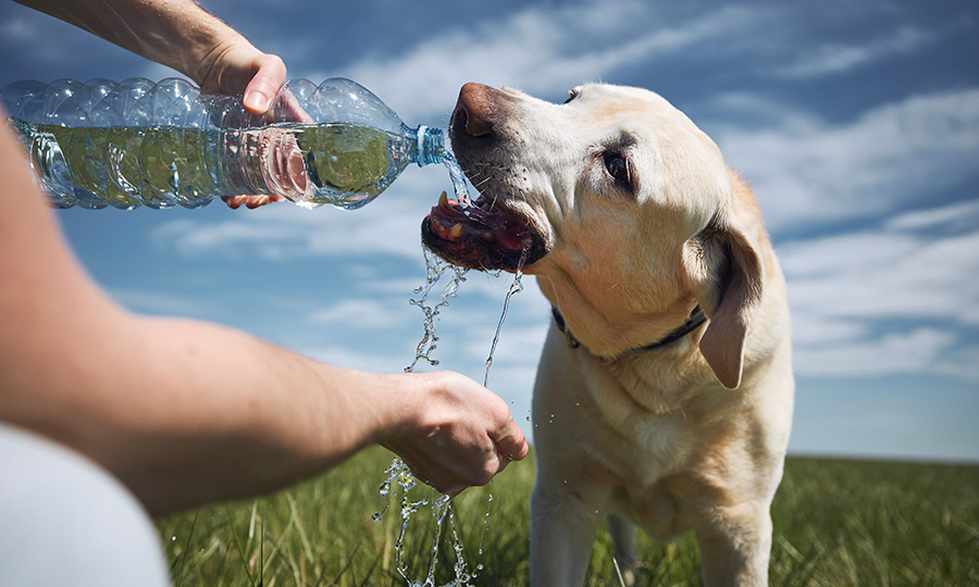 Why Won't My Dog Drink Water? 6 Common Reasons and Solutions | Buddydoc